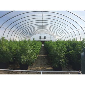  - 500 Series Extra-Tall Greenhouses
