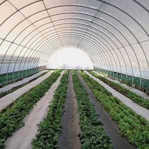  - High Tunnel Ground Cover