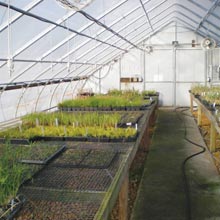Greenhouse - Growers Supply