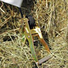 Ratchet straps with corkscrew anchor - Growers Supply