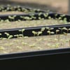 Grodan A-OK 1.5" x 1.5" Starter Plugs - Growers Supply