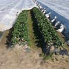 FrostGuard Row Covers - Growers Supply