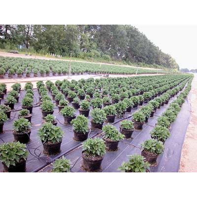Heavy Duty Ground Cover Growers Supply, Can You Plant Ground Cover Over Landscape Fabric