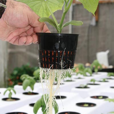 Yardwe Lot de 40 pots en plastique pour pot hydroponics Garden Net Cup Hydroponics Net Pot Seau pour Hydroponics Supplies 