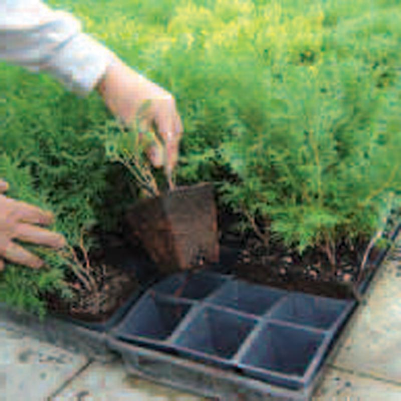 Fertilpot Pot 3 1 2 X 3 1 2 X 3 1 2 Square Growers Supply