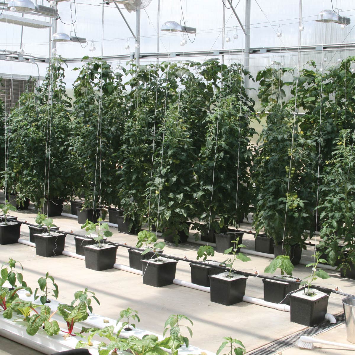 Hydroponic Tomato Crop Production Guide Growers Supply